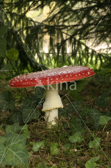 Vliegenzwam (Amanita muscaria)