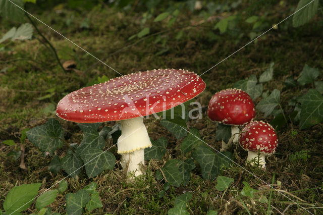 Vliegenzwam (Amanita muscaria)