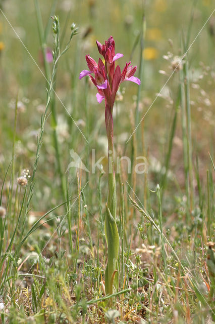 Butterfly orchid (Orchis papilionacea var. expansa)