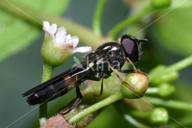 Vlinderstrikje (Pyrophaena rosarum)