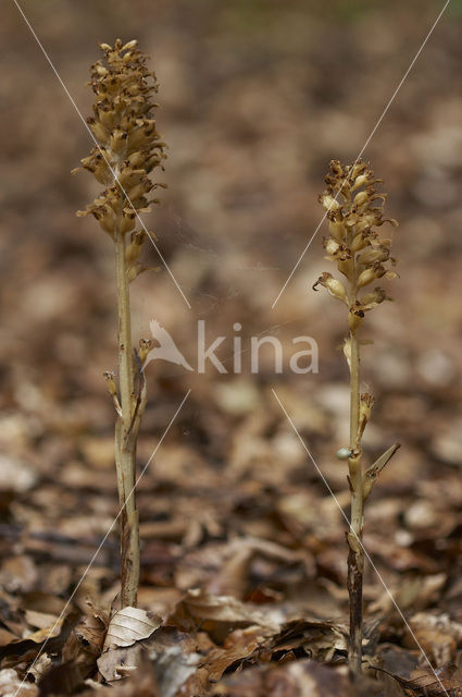 Bird’s-nest Orchid (Neottia nidus-avis)