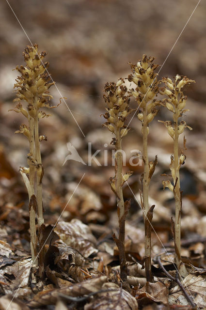 Bird’s-nest Orchid (Neottia nidus-avis)