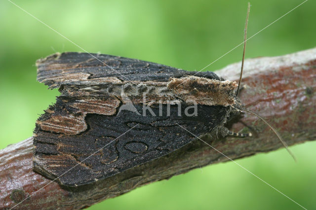 Vogelwiekje (Dypterygia scabriuscula)