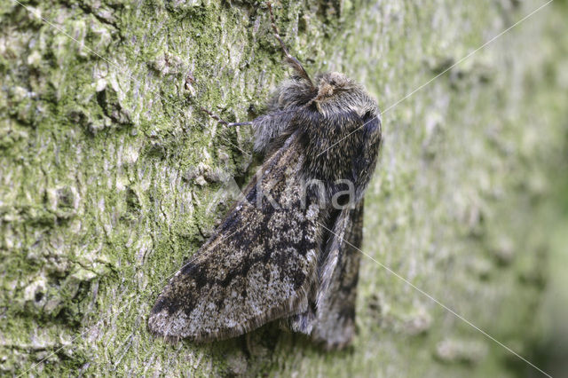 Voorjaarsspanner (Apocheima hispidaria)