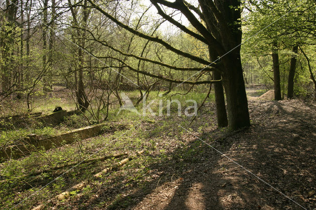 Voorsterbos