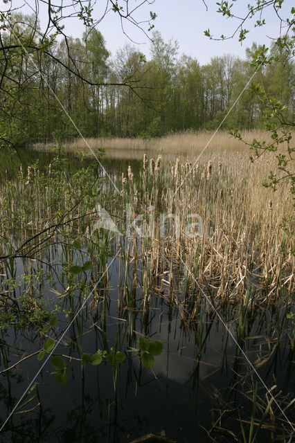 Voorsterbos