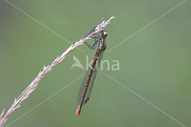 Vuurjuffer (Pyrrhosoma nymphula)