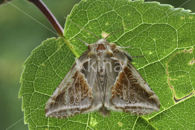 Vuursteenvlinder (Habrosyne pyritoides)