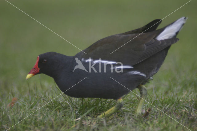 Waterhoen (Gallinula chloropus)