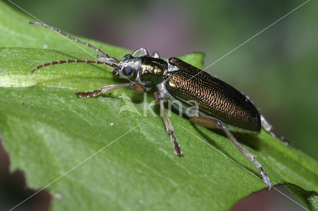 Waterleliekever (Donacia clavipes)