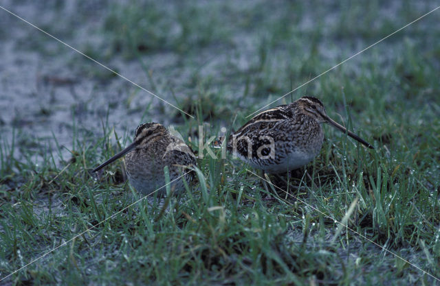 Watersnip (Gallinago gallinago)