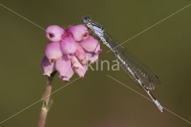 Watersnuffel (Enallagma cyathigerum)