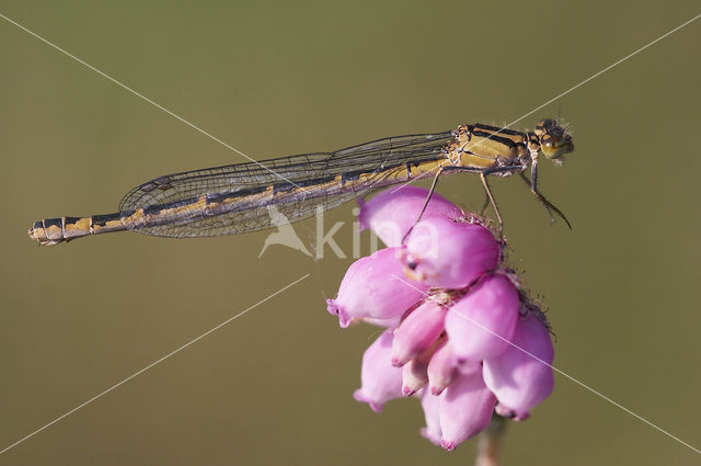 Watersnuffel (Enallagma cyathigerum)