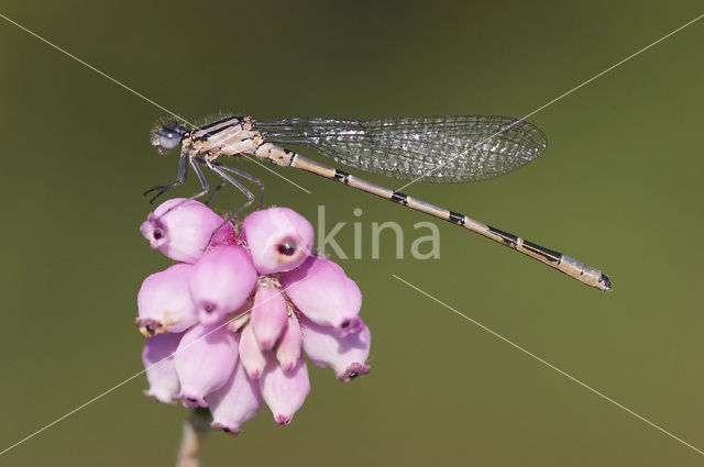 Watersnuffel (Enallagma cyathigerum)