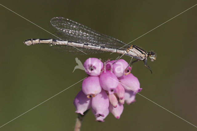 Watersnuffel (Enallagma cyathigerum)