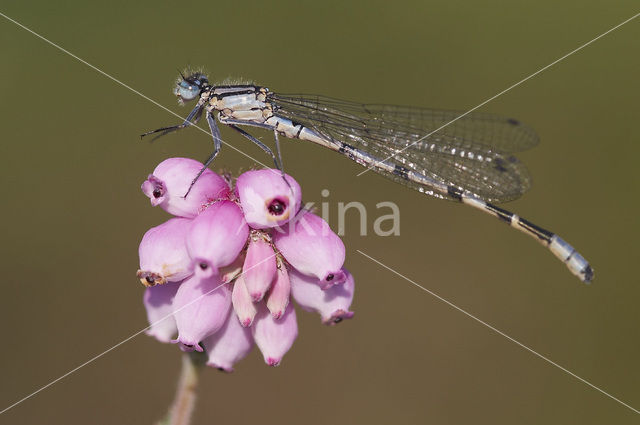 Watersnuffel (Enallagma cyathigerum)