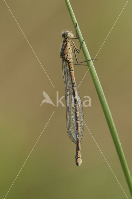 Watersnuffel (Enallagma cyathigerum)