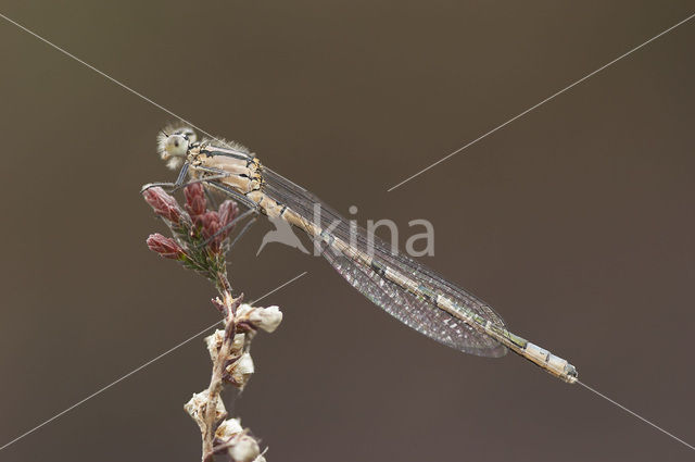 Watersnuffel (Enallagma cyathigerum)