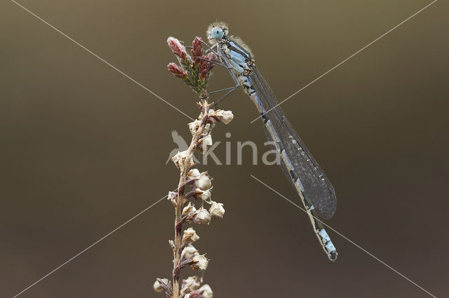 Watersnuffel (Enallagma cyathigerum)