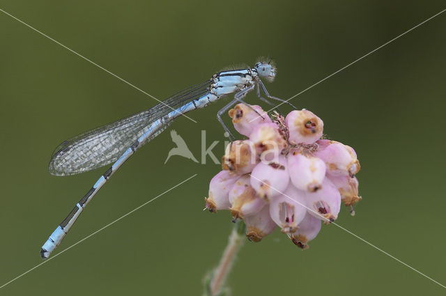 Watersnuffel (Enallagma cyathigerum)