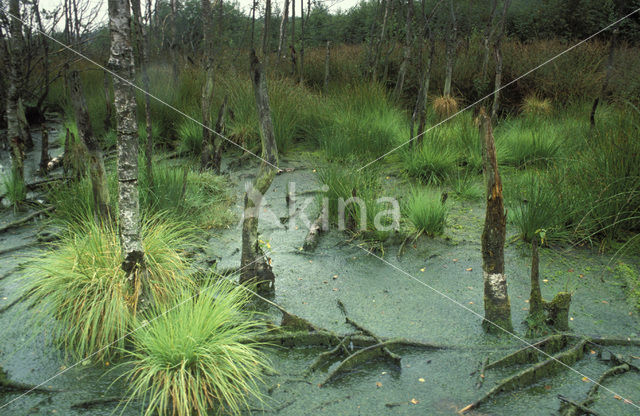 Waterveenmos (Sphagnum cuspidatum)