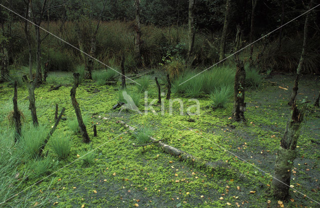 Waterveenmos (Sphagnum cuspidatum)