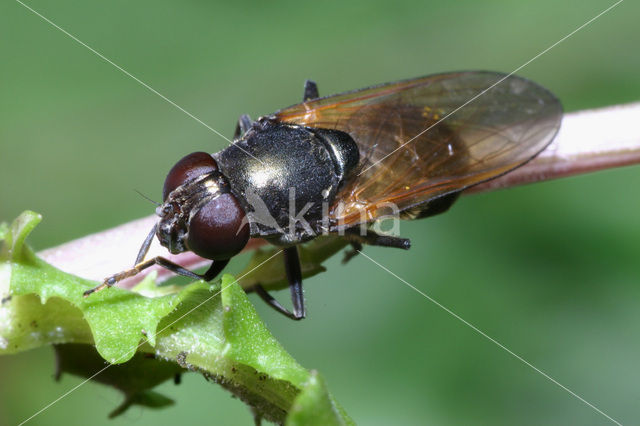 Weidegitje (Cheilosia albitarsis)