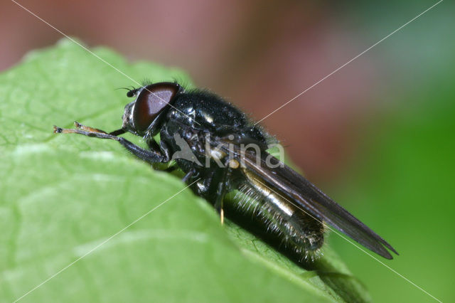 Weidegitje (Cheilosia albitarsis)