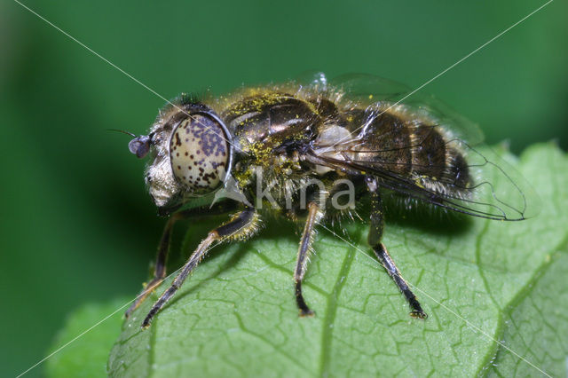 Weidevlekoog (Eristalinus sepulchralis)