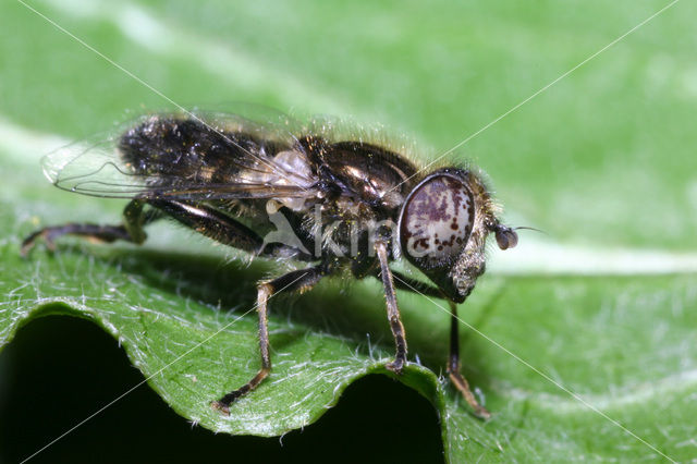 Weidevlekoog (Eristalinus sepulchralis)