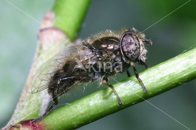 Weidevlekoog (Eristalinus sepulchralis)