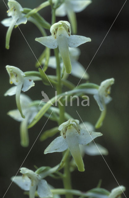 Welriekende nachtorchis (Platanthera bifolia)