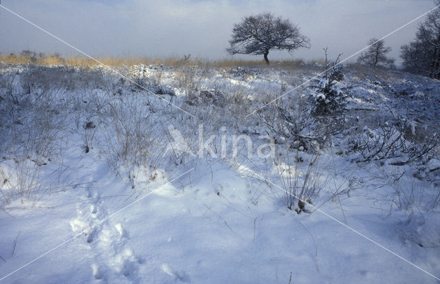 Wild zwijn