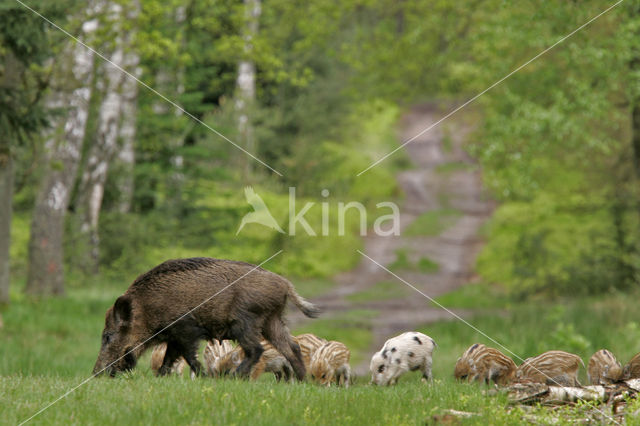 Wild zwijn