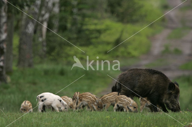 Wild zwijn