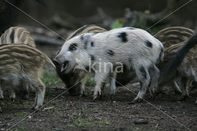 Wild zwijn