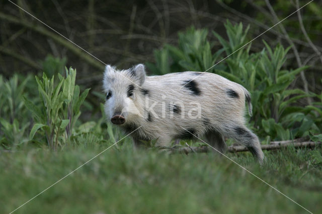 Wild zwijn