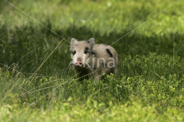 Wild zwijn