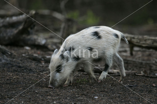 Wild zwijn