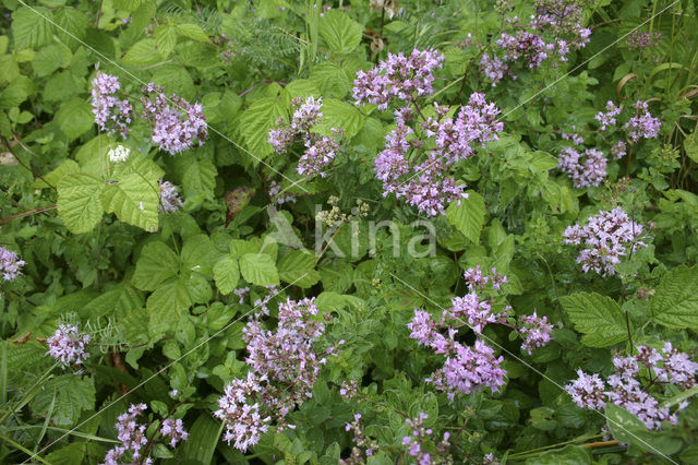 Wilde marjolein (Origanum vulgare)