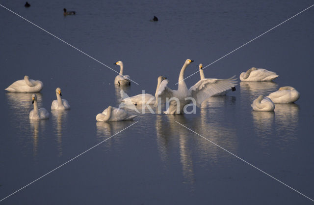 Wilde Zwaan (Cygnus cygnus)