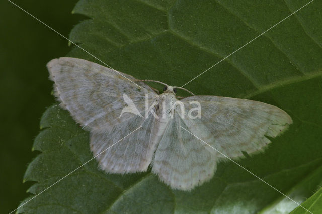 Wit spannertje (Asthena albulata)