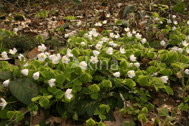 Wood-sorrel (Oxalis acetosella)