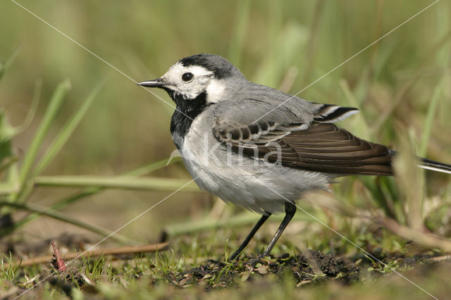 Witte Kwikstaart (Motacilla alba)