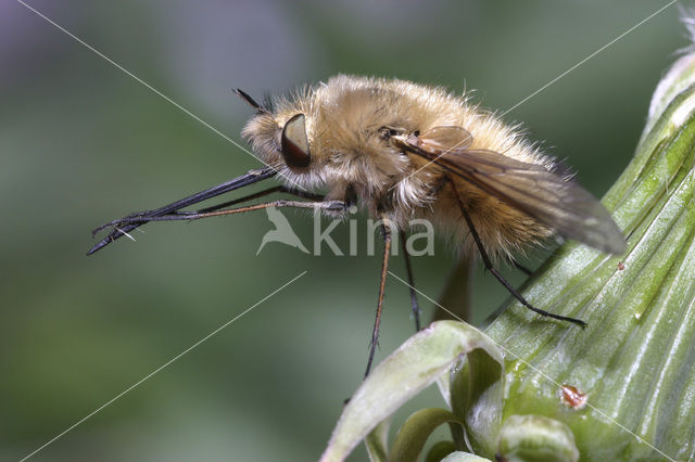 Wolzwever (Bombylius venosus)