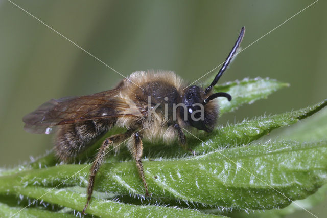 Zandbij (Andrena sp.)