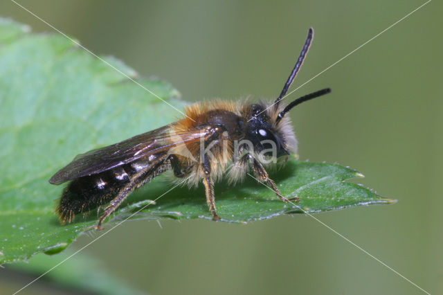 Zandbij (Andrena sp.)