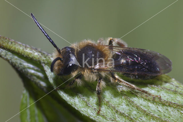 Zandbij (Andrena sp.)