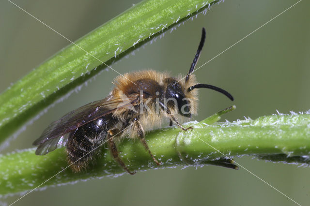 Zandbij (Andrena sp.)