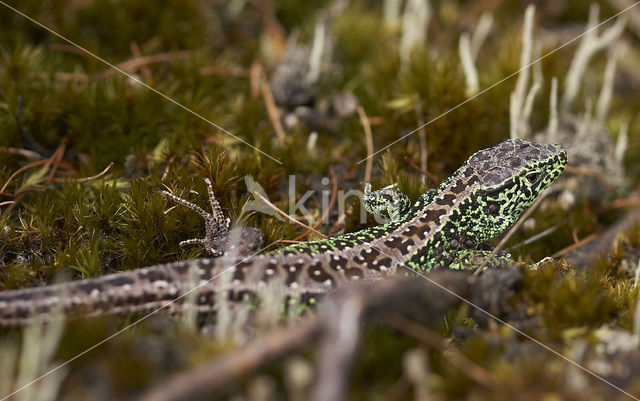 Zandhagedis (Lacerta agilis)